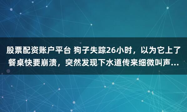 股票配资账户平台 狗子失踪26小时，以为它上了餐桌快要崩溃，突然发现下水道传来细微叫声...